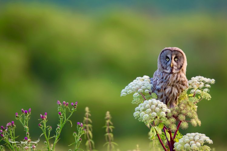 Great Grey Owl