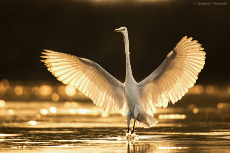 Incoming Egret-Backlit