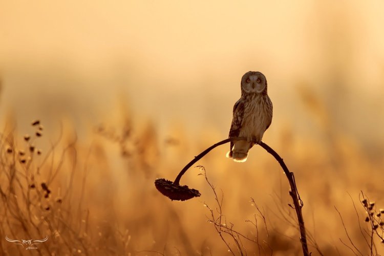 Short eared owl