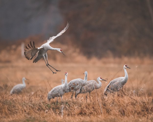 Sandhill Cranes at Jasper Pulaski Wildlife Area!
