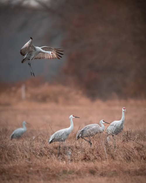 Sandhill Cranes at Jasper Pulaski Wildlife Area!