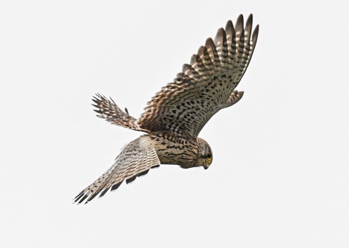 Kestrel (Falco tinnunculus) hunting!
