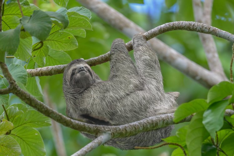Monkeys and sloth in Costa Rica