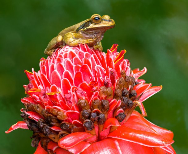 Focus stacking frog in Costa Rica