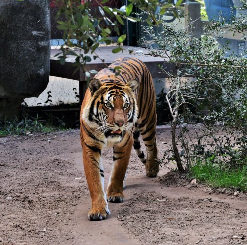 Tiger Roaming at Zoo