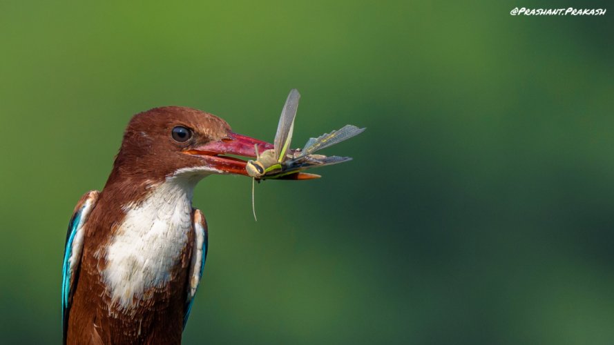 White-throated Kingfisher with insect kill