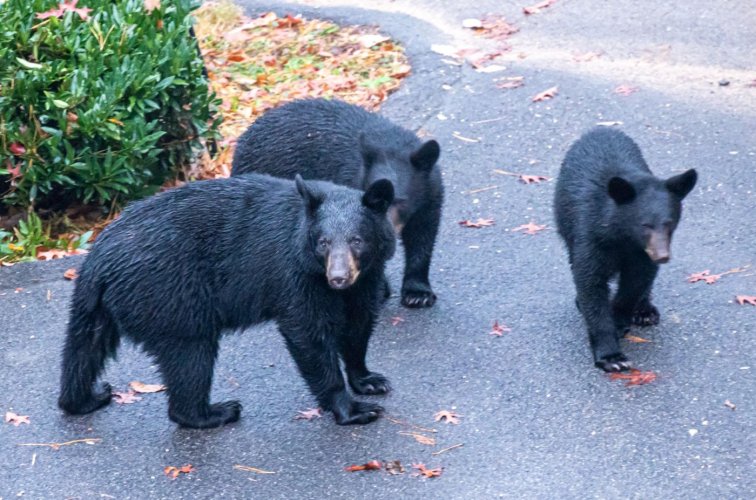 Smoky Mountain Dinner Guest