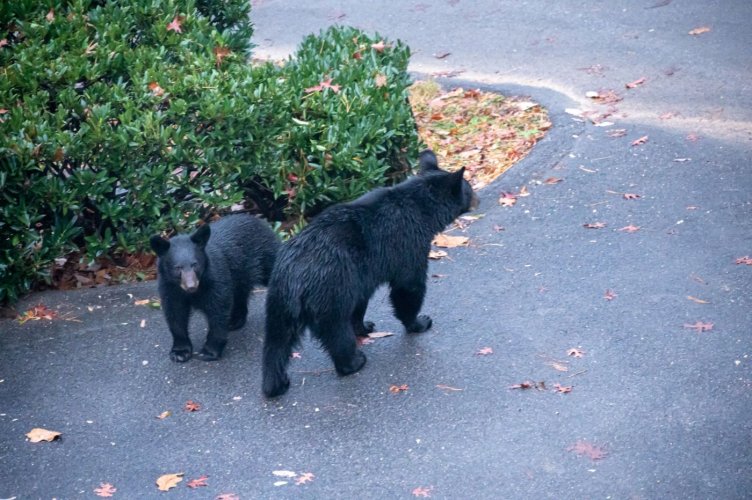 Smoky Mountain Dinner Guest