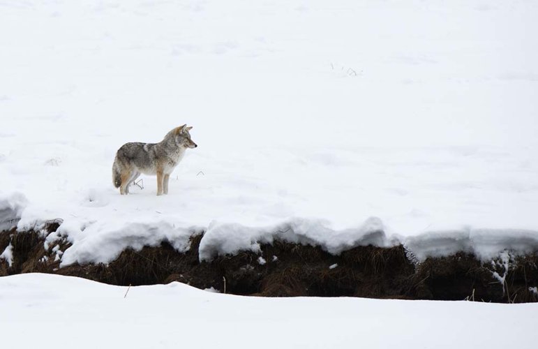 Coyote after snow storm with spot metering