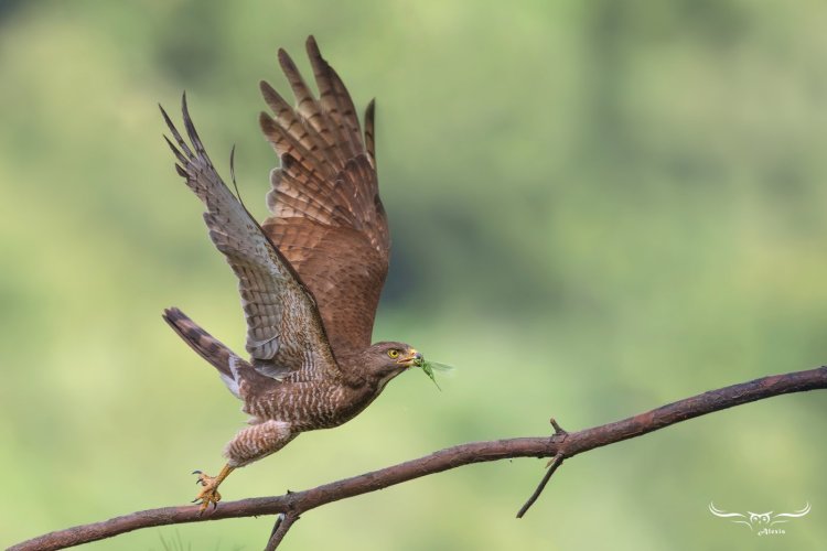 Grey-faced buzzard