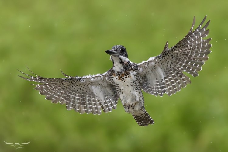 Crested kingfisher