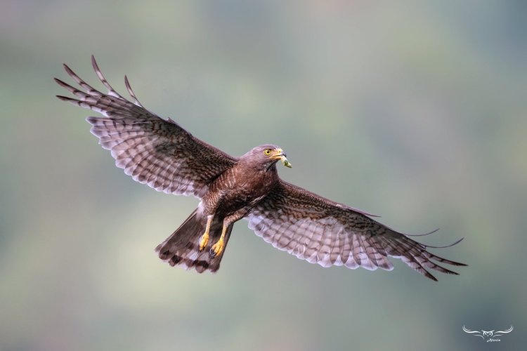 Grey-faced buzzard