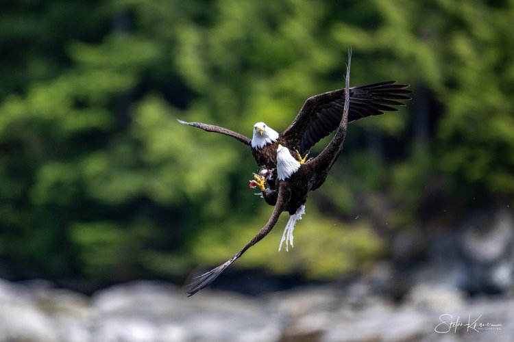 Bald Eagles fighting over lunch