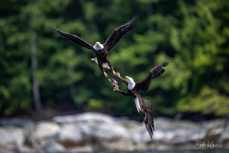 Bald Eagles fighting over lunch