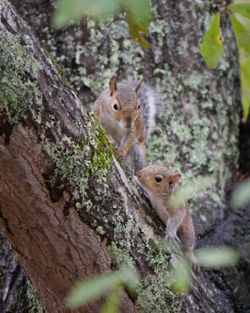 Gray squirrel series