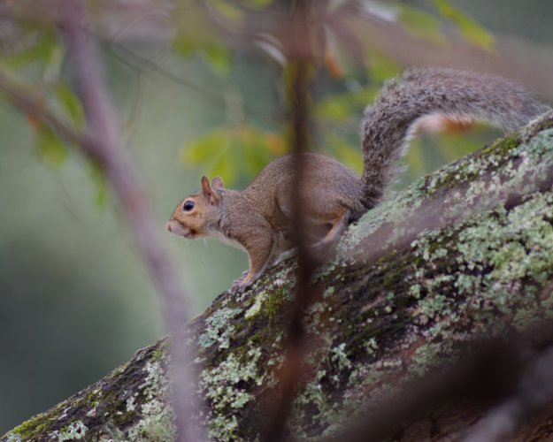 Gray squirrel series