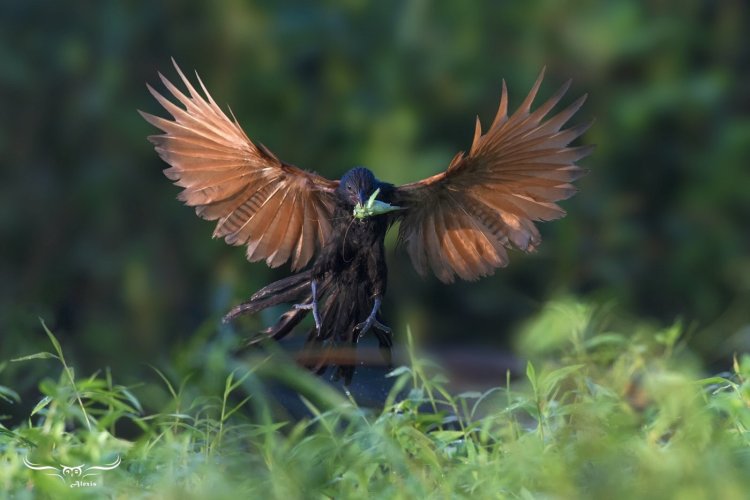 lesser coucal