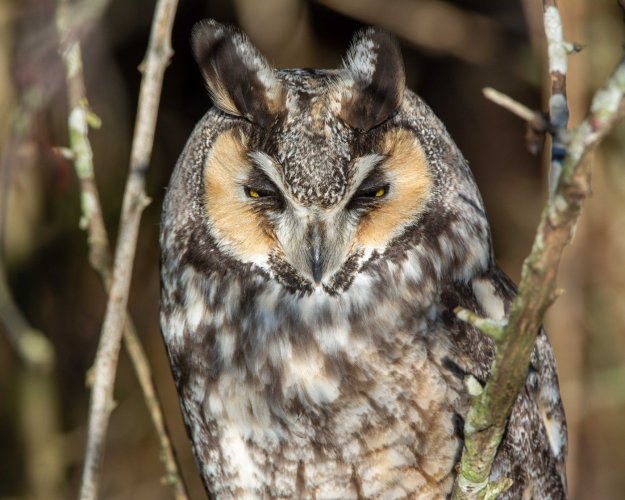 Long-eared Owl at Boundary Bay, Delta, British Columbia, Canada.