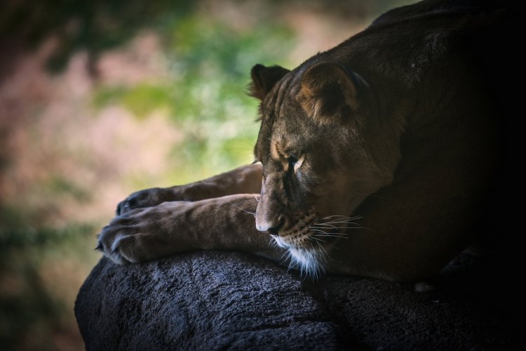 Zoo lion resting - Nikon D850