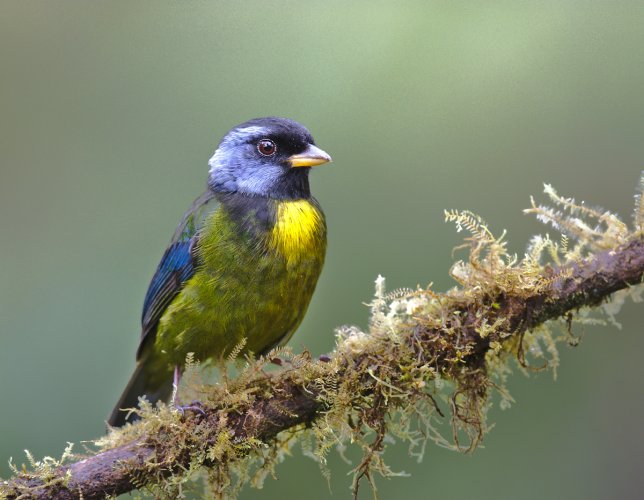 Moss-Backed Tanager , Ecuador. Shutter speed was 1/250 . For some reason computer reads as by multiplying by 10.