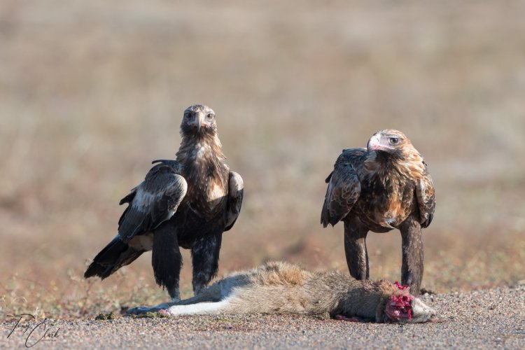 Wedge-Tailed Eagles having breakfast - Australia