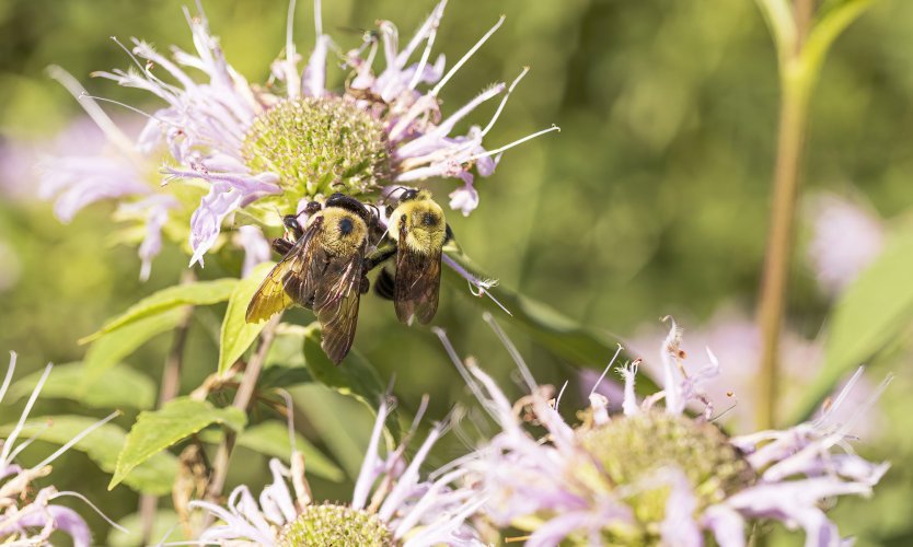 Carpenter Bee's pollinating.