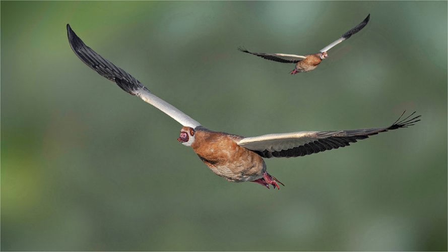 Egyptian Geese