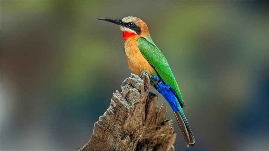 Bee Eater