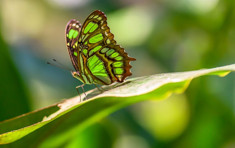 Malachite Butterfly --- Manuel Antonio, Costa Rica.
