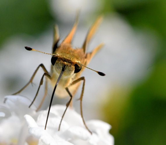 Up close with a California Skipper Butterfly