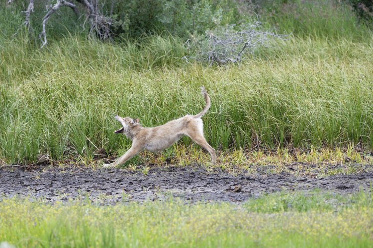 Field Techniques, how to find them... Share Your Images and Stories