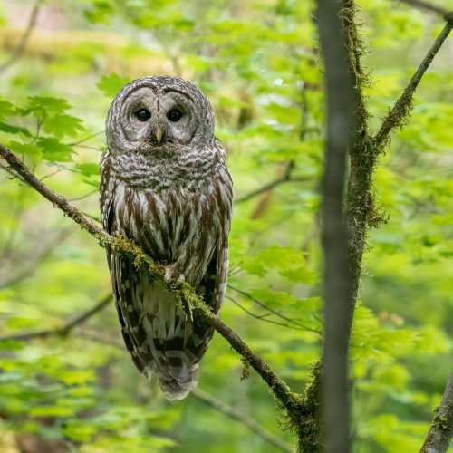 Owls... Share Your Owl Photos