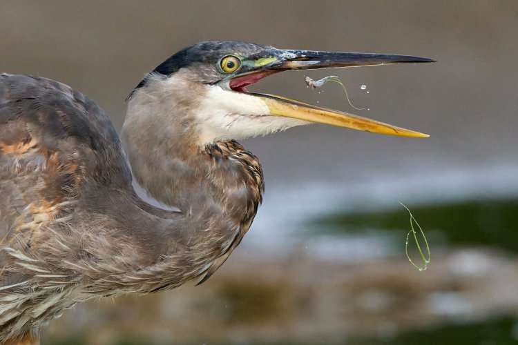 Head & Shoulders - Share your Bird Portraits.