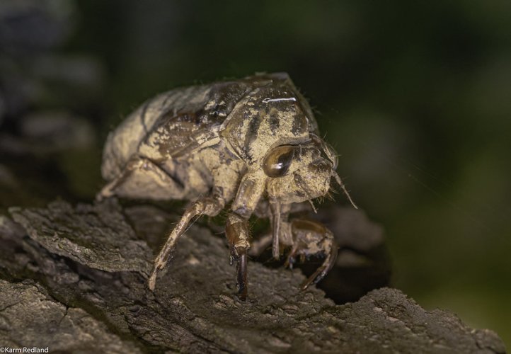 Lyric Cicada (larval stage)