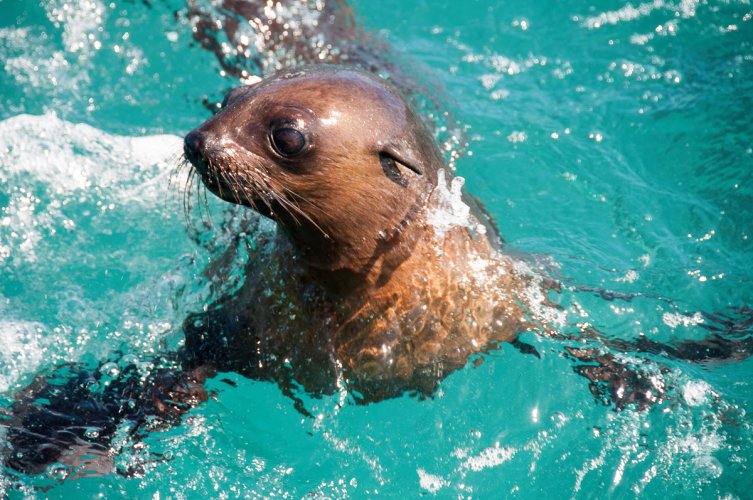 Seals - Phillip Island, Victoria.