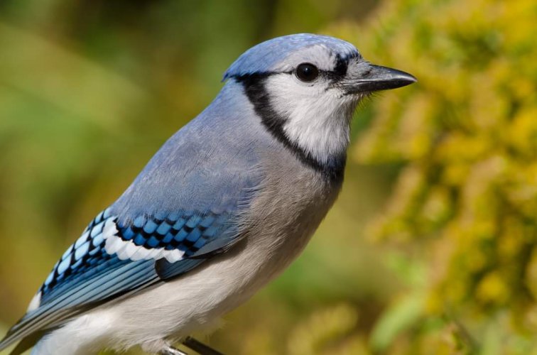 Head & Shoulders - Share your Bird Portraits.