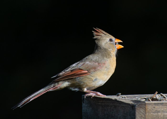 Female Cardinal - flash photography outdoor