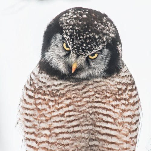 I Put A Spell On You (Northern Hawk Owl).