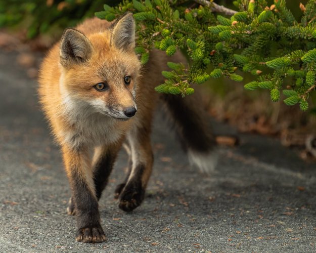 Red Fox at Maberly, Newfoundland, Canada.