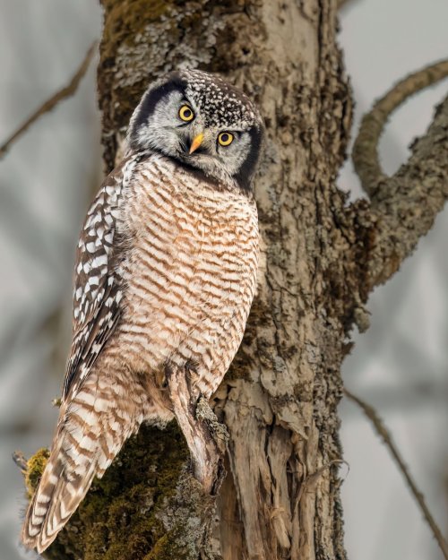 Northern Hawk Owl, near Ottawa, Ontario, Canada.