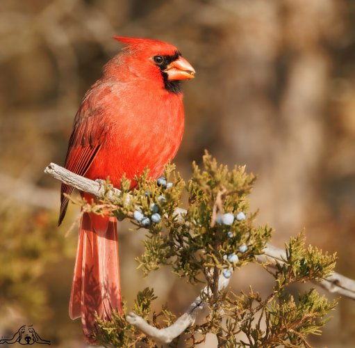Northern Cardinal enjoying berries....