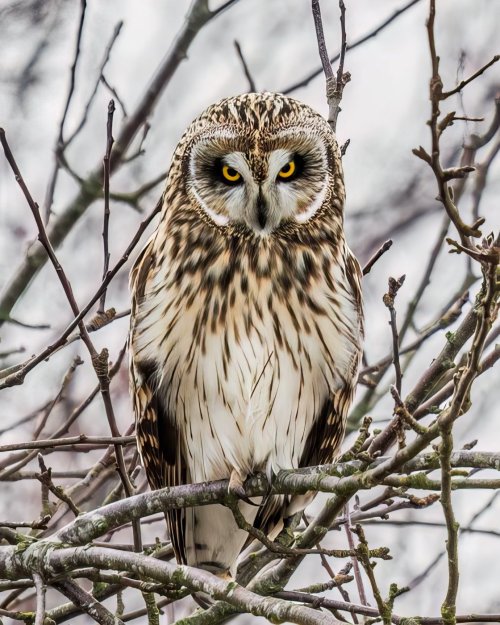 Short-eared Owl at Delta, BC, Canada.