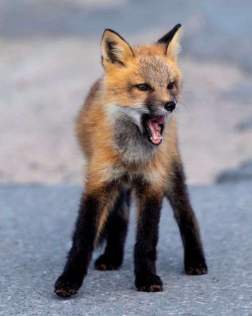 Just Kitting!     Red fox at Maberly, Newfoundland, Canada.