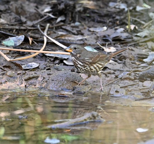 Fox Sparrow at the creek