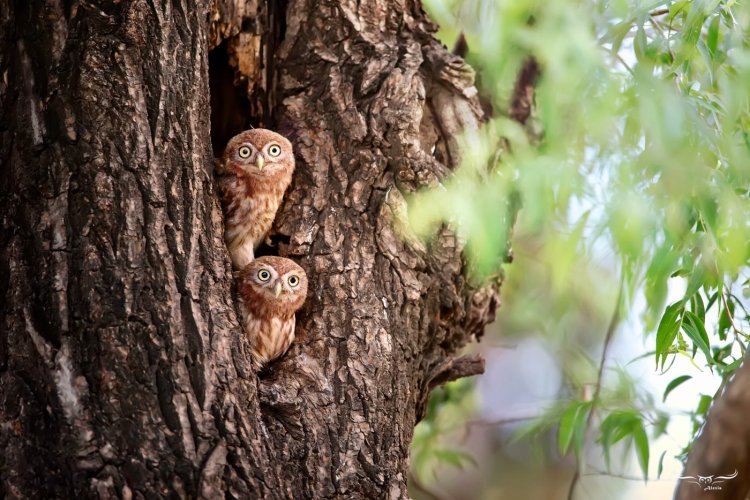 Little owl