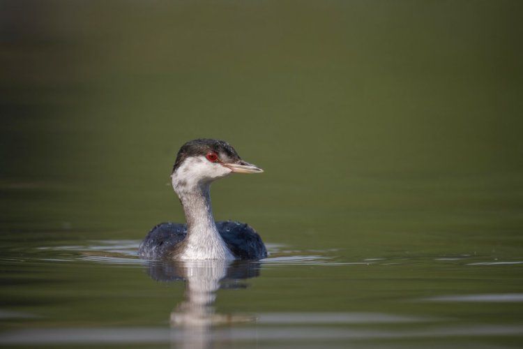 Horned grebe