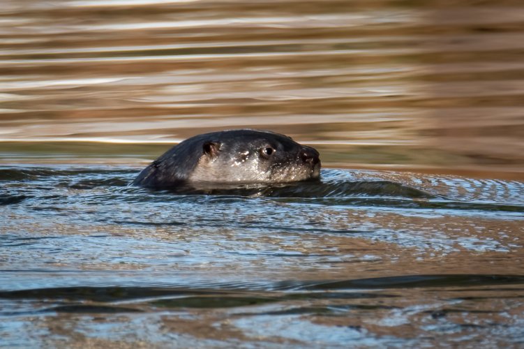 American river otter. Saw this otter while scouting for lesser scaup ducks that migrate to our area in winter.