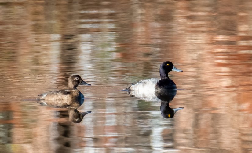 Male lesser scaup duck and female ring necked duck