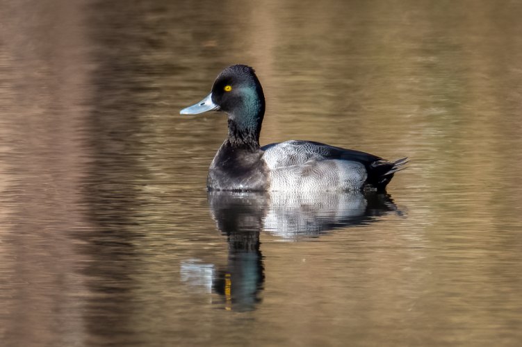 Male lesser scaup duck and female ring necked duck
