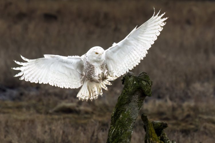 Snowy Owl, visiting Boundary Bay, Delta, British Columbia, Canada.  Taken approximately, 10 years ago.